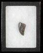 Tyrannosaur Tooth - Judith River Formation, Montana #63117-2